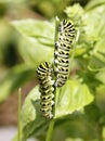 Monarch Caterpillars