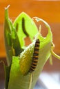 Monarch caterpillars Eating Milkweed Leaves Royalty Free Stock Photo