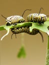 Monarch Caterpillars Royalty Free Stock Photo