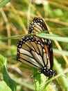 Monarch butterfly feeds in late summer before migration