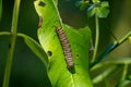 Monarch Catterpillar on a milkweed plant. The leafs have been eaten as the caterpillar prepares to transform