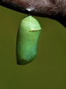 Monarch Chrysalis Royalty Free Stock Photo