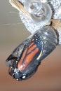 Monarch Chrysalis