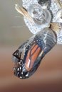 Monarch Chrysalis