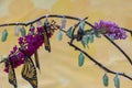 Monarch chrysalis in clear and early stages Royalty Free Stock Photo