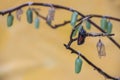 Monarch chrysalis in clear and early stages Royalty Free Stock Photo