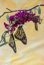 Monarch chrysalis in clear and early stages Royalty Free Stock Photo