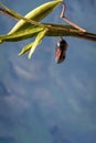 Monarch Chrysalis clear stage on swamp milkweed blue background