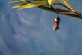 Monarch Chrysalis clear stage on swamp milkweed blue background Royalty Free Stock Photo