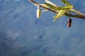 Monarch Chrysalis clear stage on swamp milkweed blue background Royalty Free Stock Photo