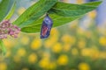 Monarch Chrysalis on Milkweed stem yellow flowers in background Royalty Free Stock Photo