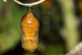 Monarch Chrysalis infected with NPV