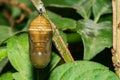 Monarch Chrysalis infected with NPV