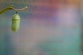 Monarch Chrysalis on Milkweed stem cool purple tones background