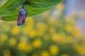 Monarch Chrysalis on Milkweed stem yellow flowers in background Royalty Free Stock Photo