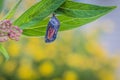 Monarch Chrysalis on Milkweed stem yellow flowers in background Royalty Free Stock Photo