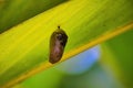 Monarch chrysalis seen from below as it nears emergence as a butterfly. Royalty Free Stock Photo