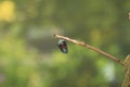 Monarch Chrysalis with transparent chrysalis