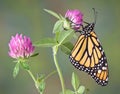 Monarch on Clover