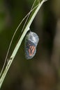 Monarch cocoon Royalty Free Stock Photo