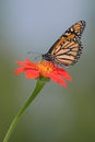 Monarch, Danaus plexippus