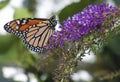 Monarch Danaus plexippus Butterfly Royalty Free Stock Photo