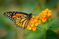 Monarch, Danaus plexippus, butterfly in nature habitat. Nice insect from Mexico. Butterfly in the green forest. Detail close-up po