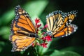 Monarch Danaus Plexippus Royalty Free Stock Photo