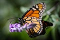 Monarch Danaus Plexippus Royalty Free Stock Photo
