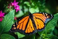 Monarch Danaus Plexippus Royalty Free Stock Photo