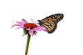 Monarch on Echinacea purpurea flower Royalty Free Stock Photo