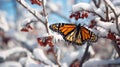 Monarch Elegance: Snow-Kissed Butterfly on a Winter Migration Stopover