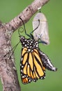 Monarch emerging Royalty Free Stock Photo