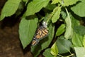 Monarch falter drinking nectar out of a little white blossom with its proboscis Royalty Free Stock Photo