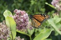 Monarch Feeding on Milkweed Plant