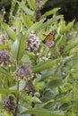 Monarch Feeding on Milkweed Plant