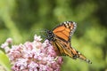Monarch Feeding on Milkweed Plant