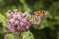 Monarch Feeding on Milkweed Plant Royalty Free Stock Photo