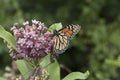 Monarch Feeding on Milkweed Plant Royalty Free Stock Photo