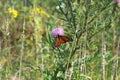Monarch butterfly, Shenandoah Mountains, Virginia Royalty Free Stock Photo