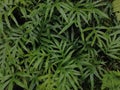 Monarch fern (Phymatosorus scolopendria) plants, green leafy background