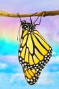 Monarch in front of a rainbow sky.