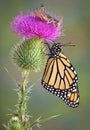 Monarch and Grasshopper