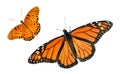 Monarch and Gulf Fritillary Butterfly Background Royalty Free Stock Photo