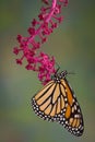 Monarch hanging from pokeweed