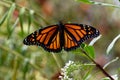 A monarch butterfly is sunning itself with its wings open Royalty Free Stock Photo