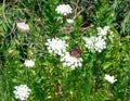 Monarch Butterfly on Lace-like Flower 