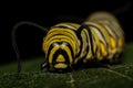 Monarch Larvae Royalty Free Stock Photo