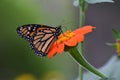 Monarch on Mexican Sunflower Royalty Free Stock Photo