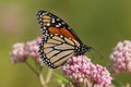 Monarch and milkweed Royalty Free Stock Photo